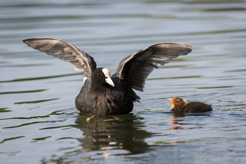 Лысуха – Fulica atra (l., 1758)
