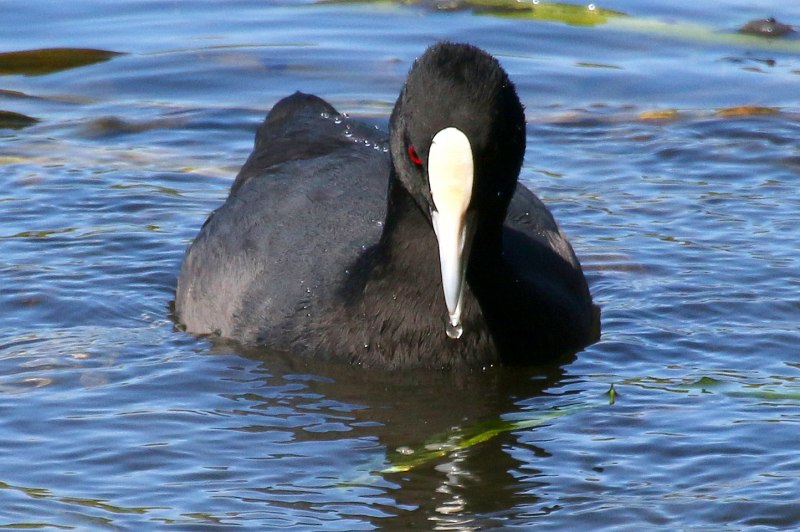 Coot PNG