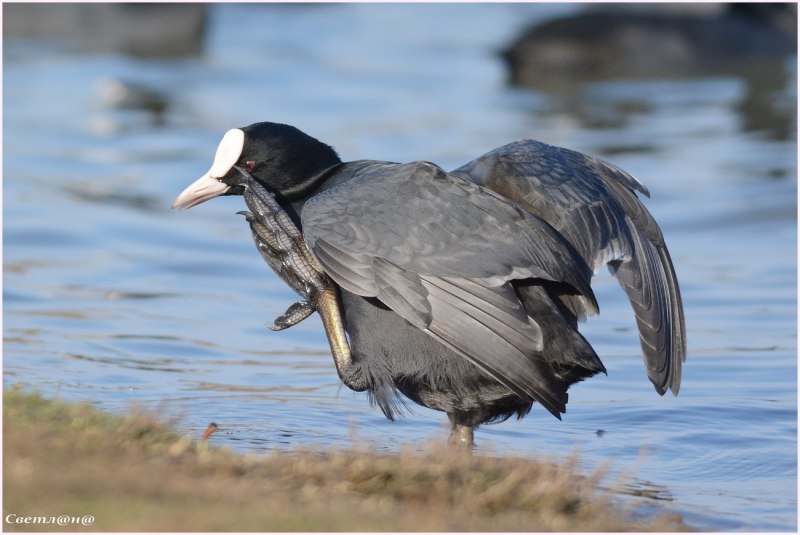 Coot PNG