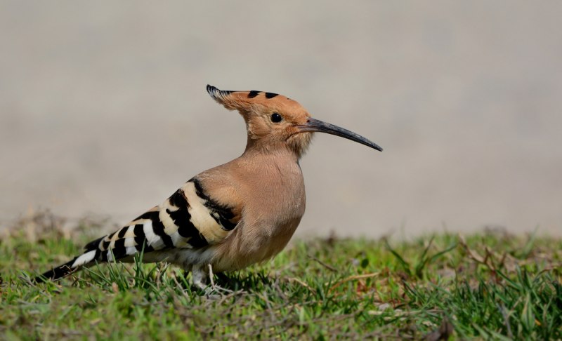 Abubilla