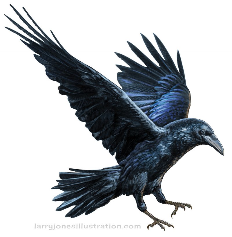 Raven Crow разница