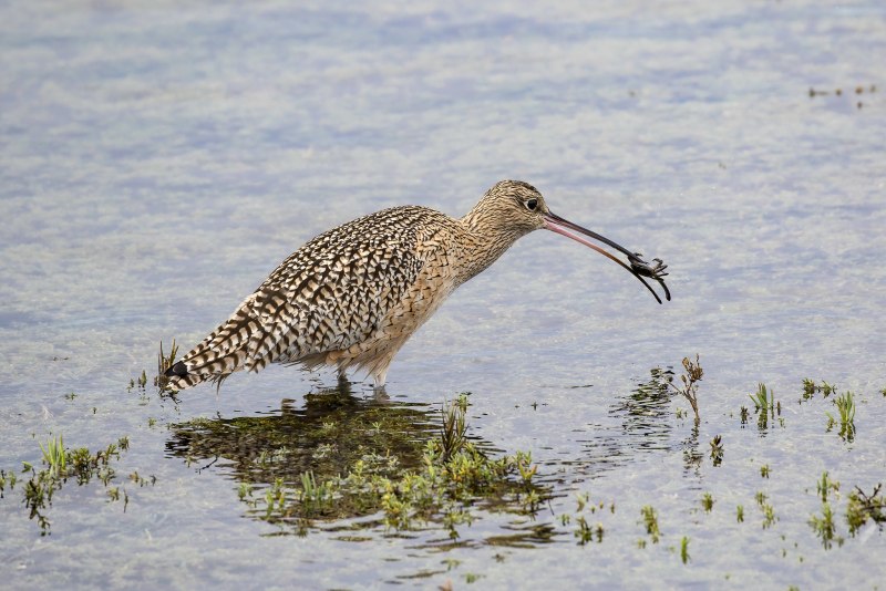 Кроншнеп средний – Numenius phaeopus