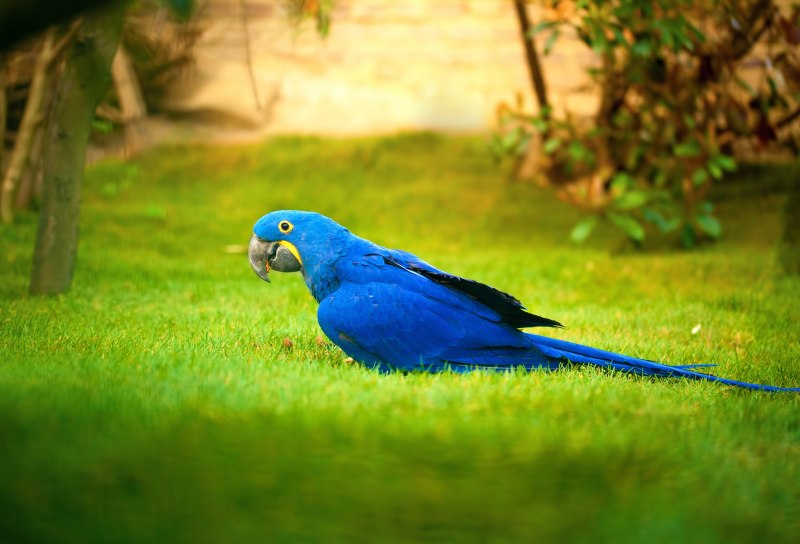 Blue Macaw попугай