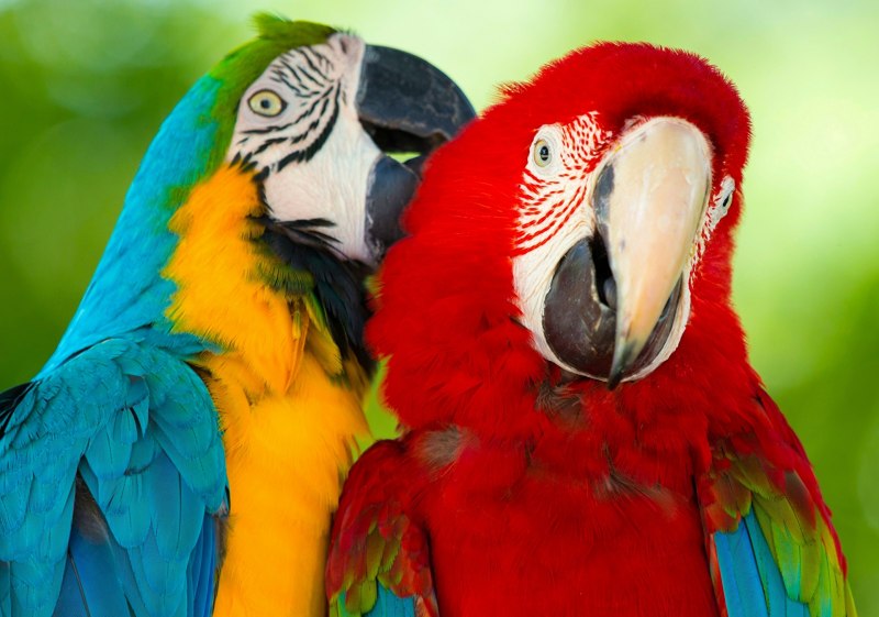 Попугай Macaw