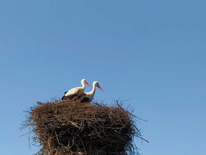 Аисты на море