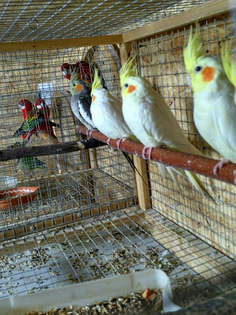 Розелла птенец
