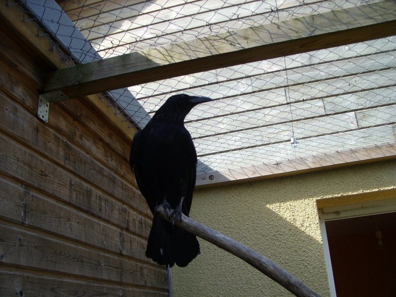 Черный ворон Corvus Corax