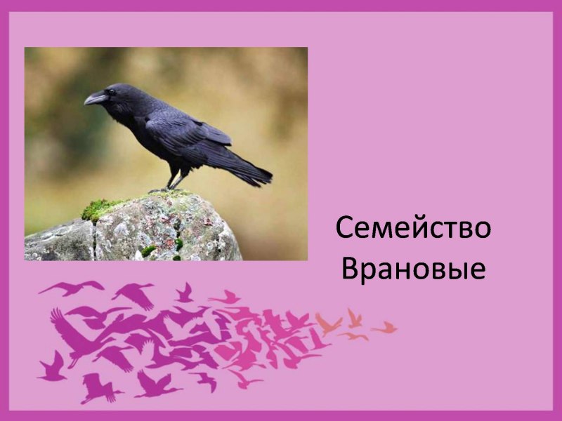 Галка обыкновенная