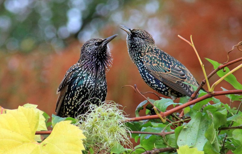 Sturnus vulgaris