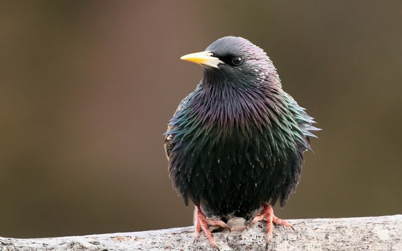 Common Starling Sturnus vulgaris