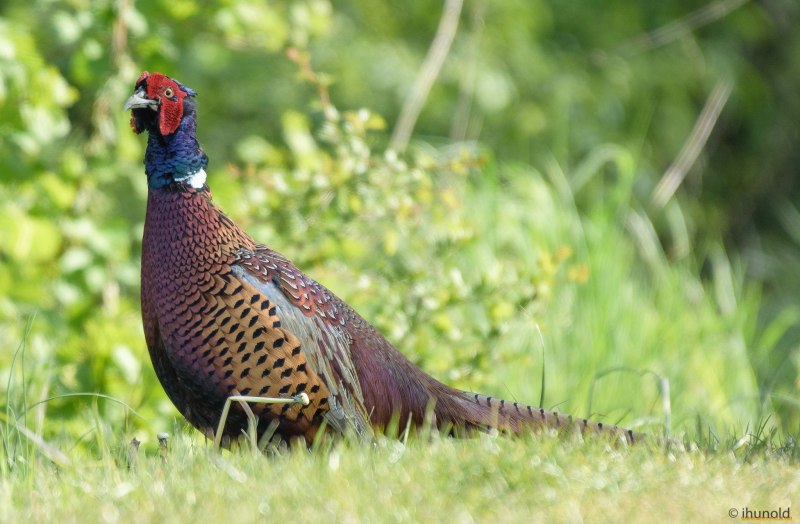 Фазаны (Pheasants)