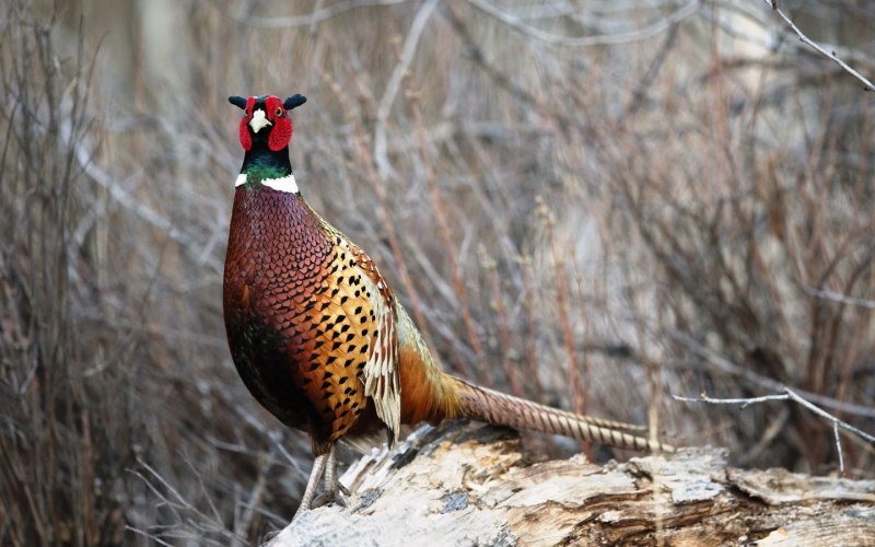 The common Pheasant (Phasianus colchicus)