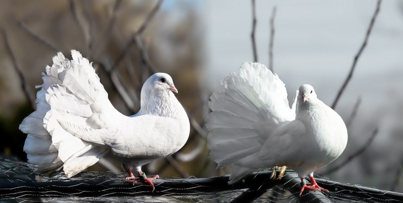 Белая птица