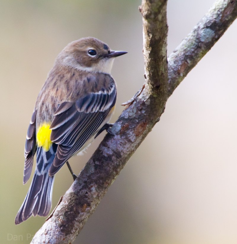 Птица Yellow Rumped Warbler