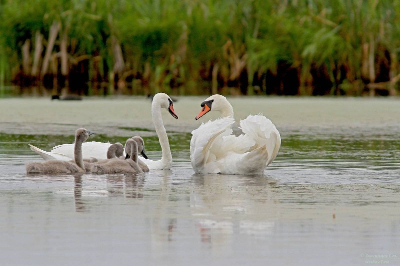 Swan Grace