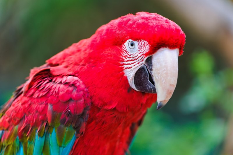 Красный попугай (Red Parrot)