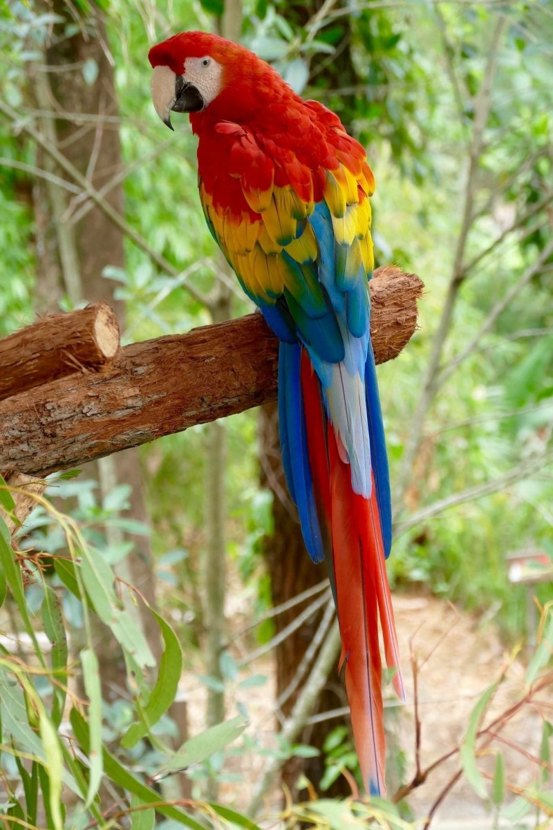 Scarlet Macaw