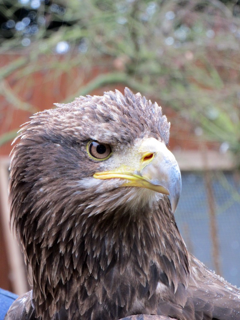 Змееяд Circaetus gallicus Gmelin