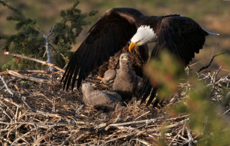 Top dating websites ecological Niche of the bald Eagle