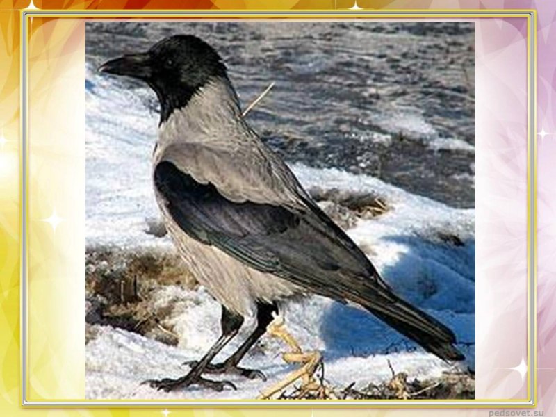 Серая ворона Гоша