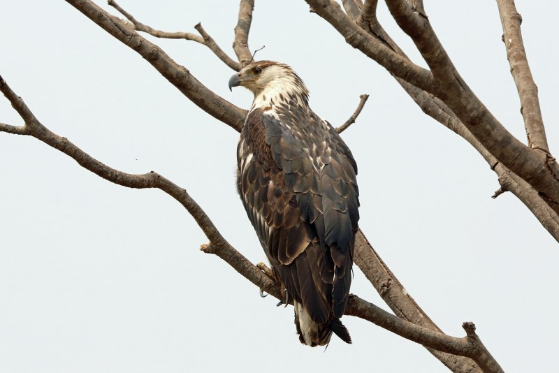 Haliaeetus sanfordi
