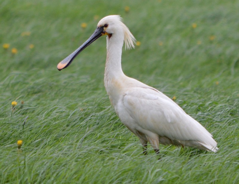 Roseate Spoonbill птица