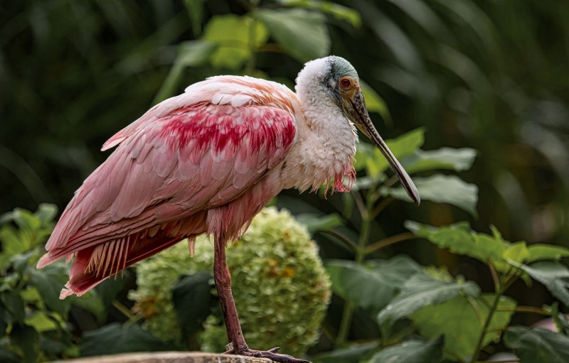 Roseate Spoonbill