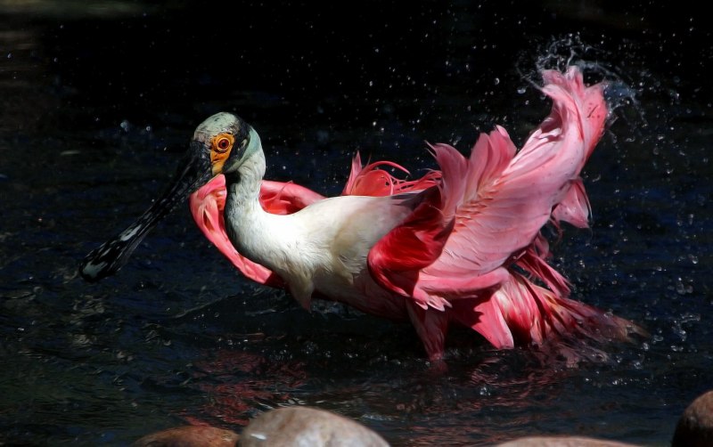 Розовая колпица Roseate Spoonbill