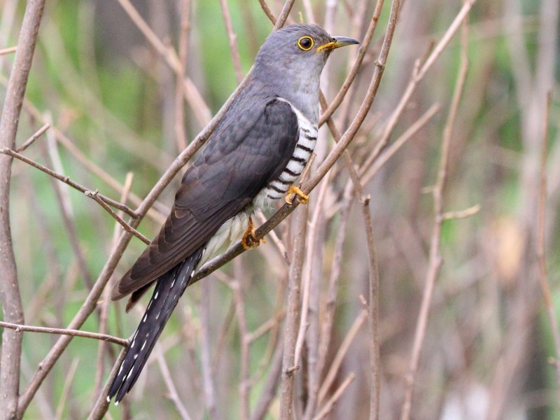 Кукушка (Cuculus poliocephalus