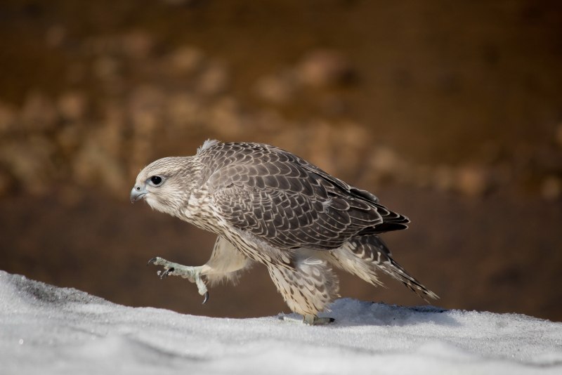Peregrine Falcon