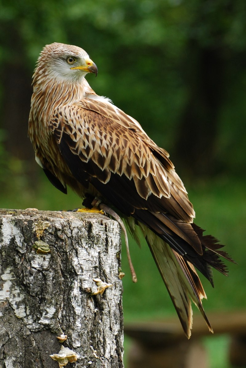 Красный Коршун Milvus Milvus