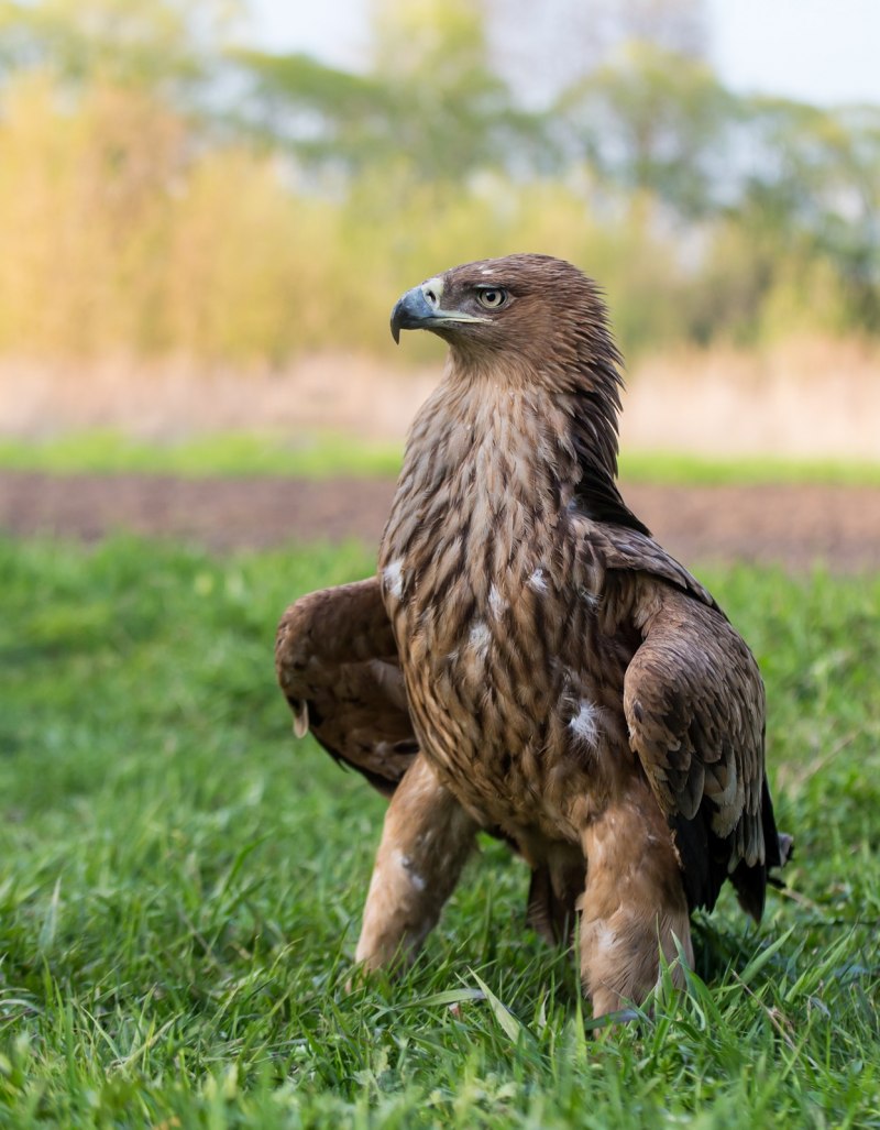 Коршун птица