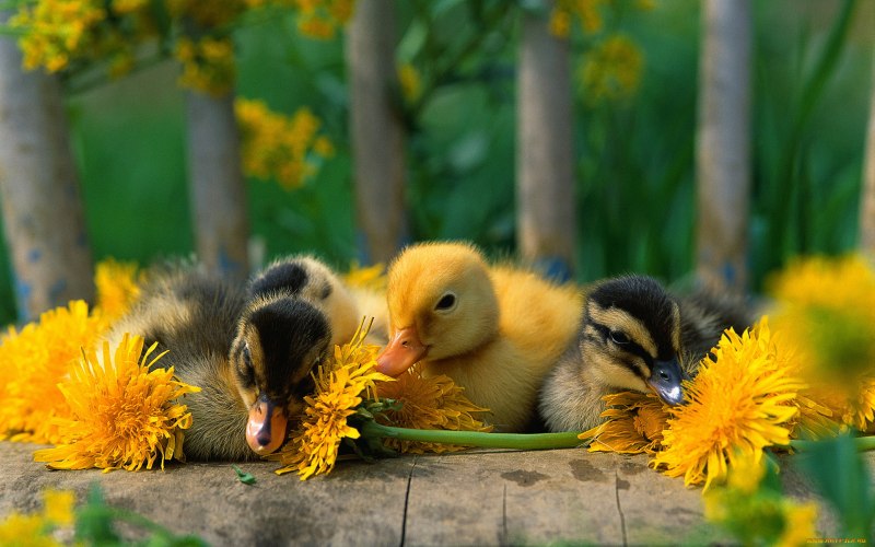 Лето природа животные