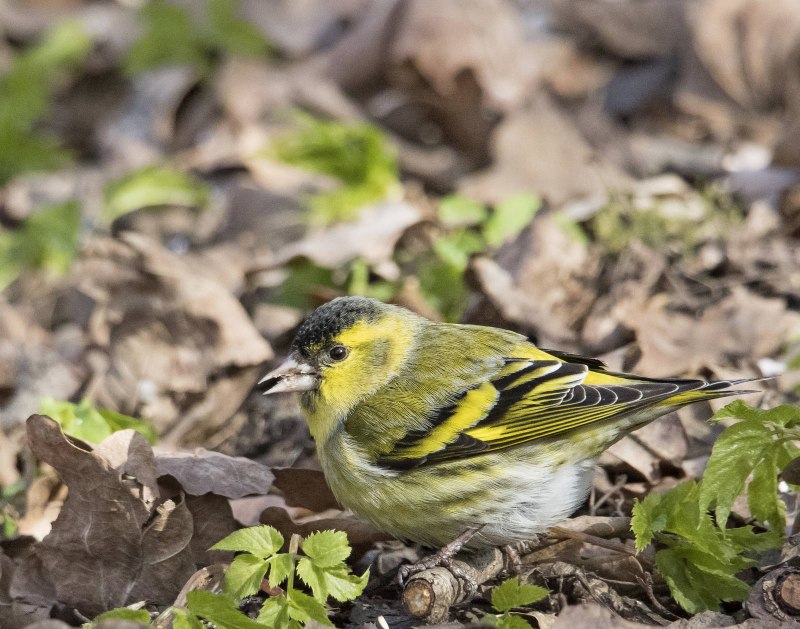 Чиж (Carduelis Spinus)