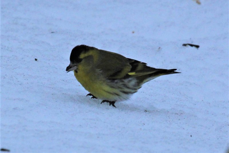 Carduelis Spinus