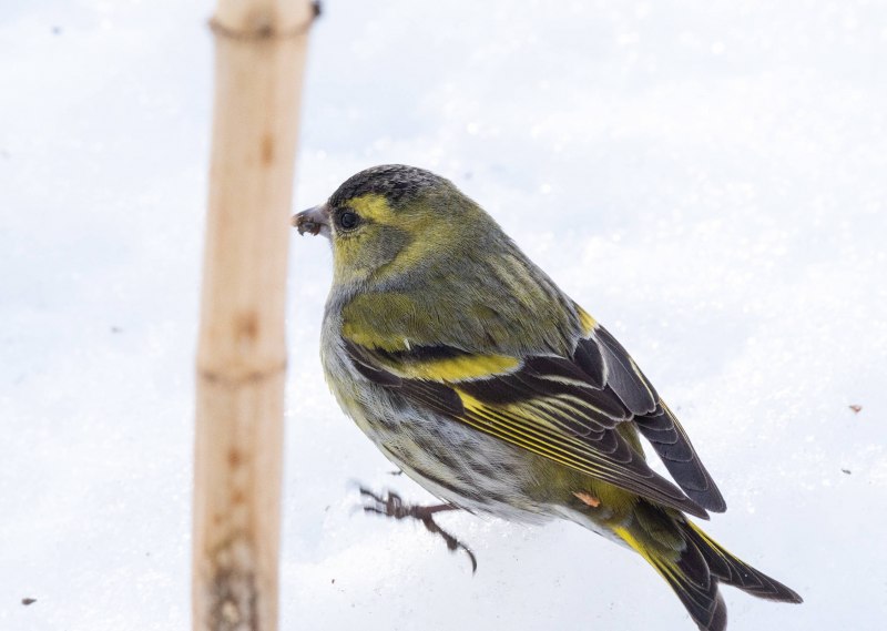 Eurasian Siskin Carduelis Spinus