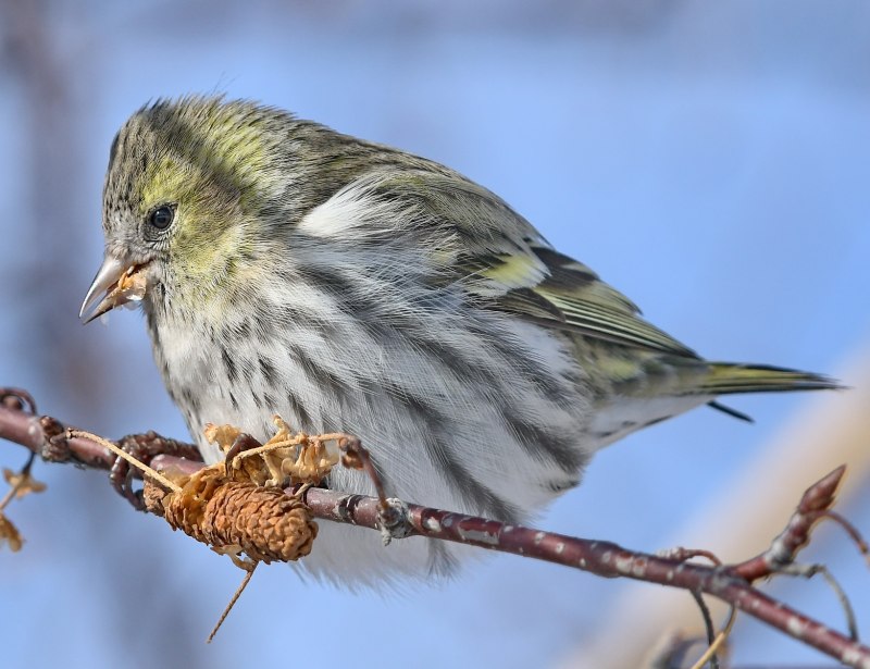 Чиж (Spinus Spinus (Carduelis Spinus))