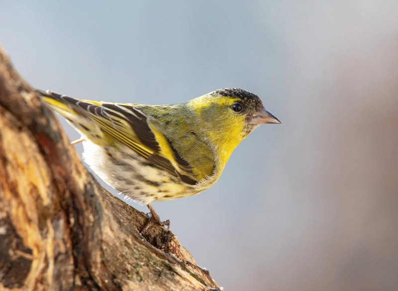 Чиж – Spinus Spinus (l., 1758)