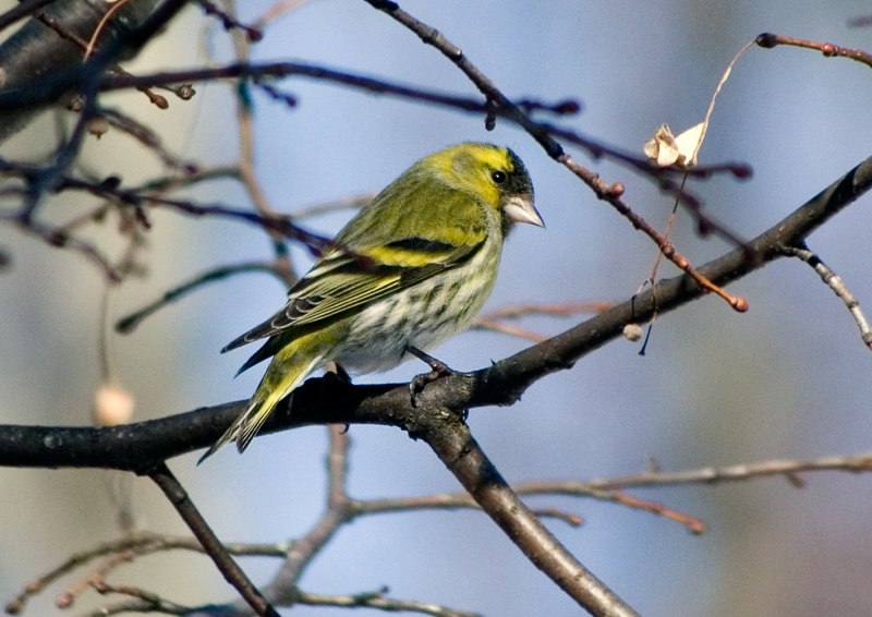 Чиж (лат. Carduelis Spinus