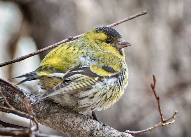 Чиж (лат. Carduelis Spinus