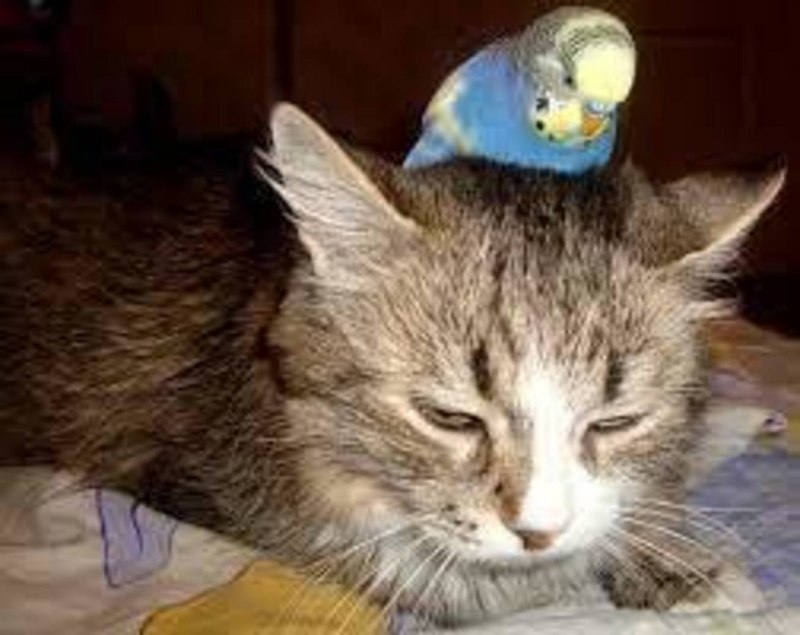 Попугай с котами