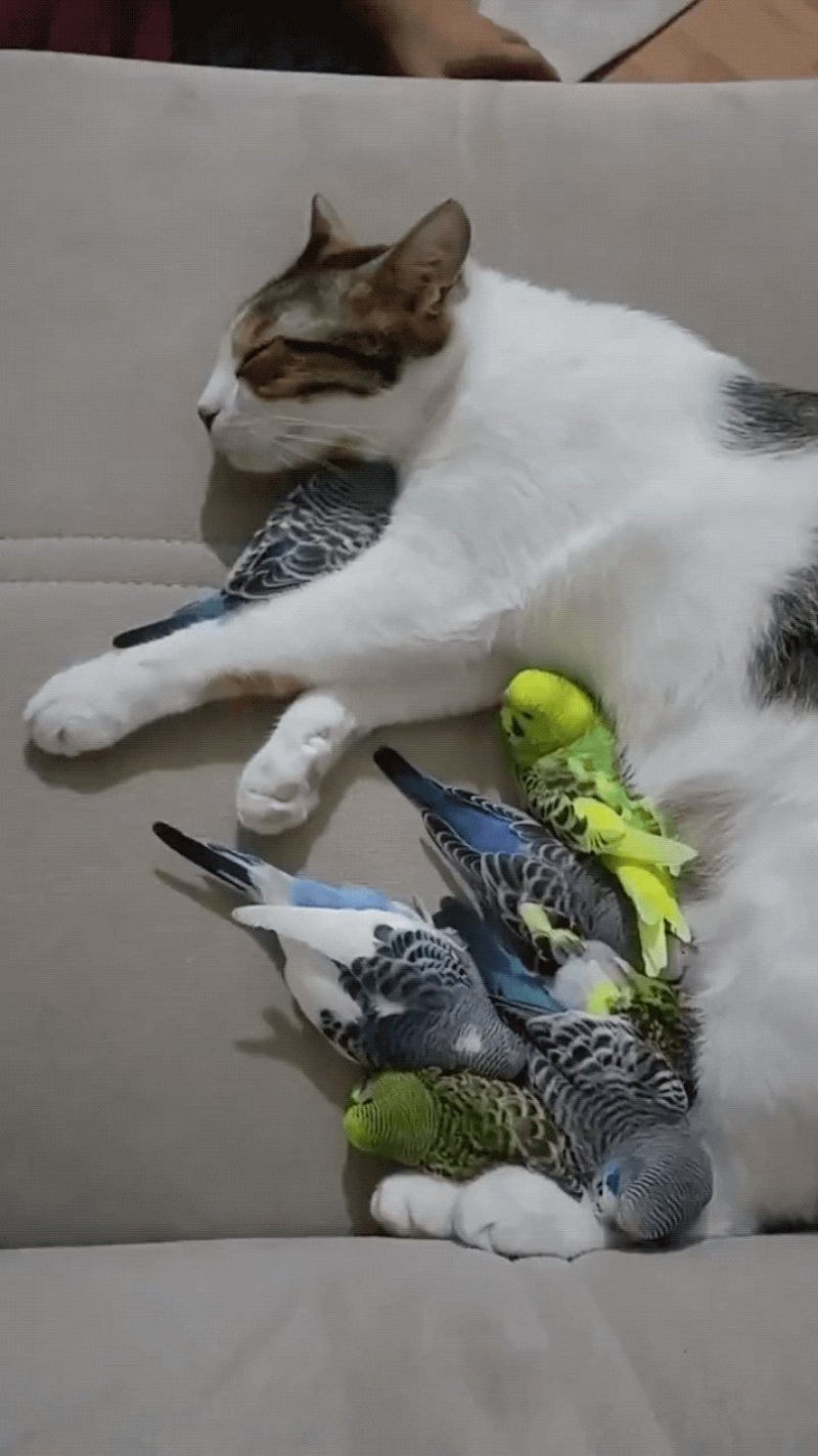 Котик и попугайчик