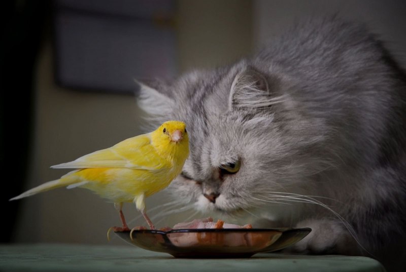 Котята с попугайчиками