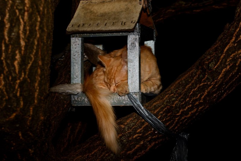 Котик и попугайчик