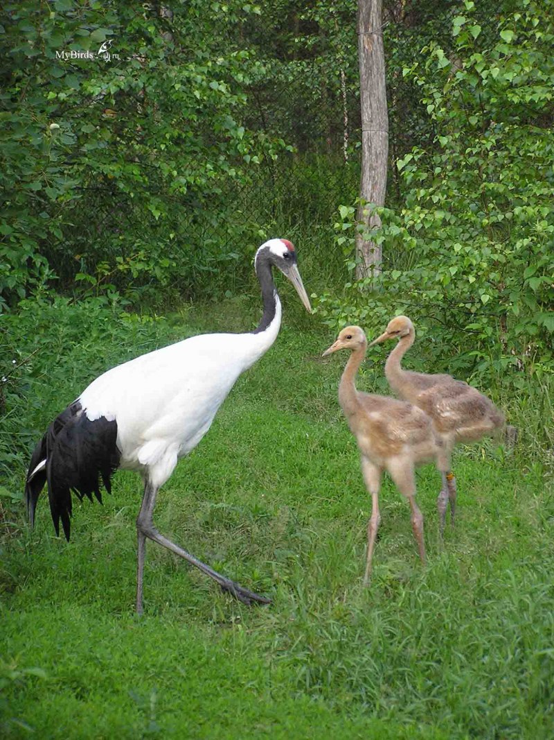 Японский (Уссурийский) журавль Grus japonensis