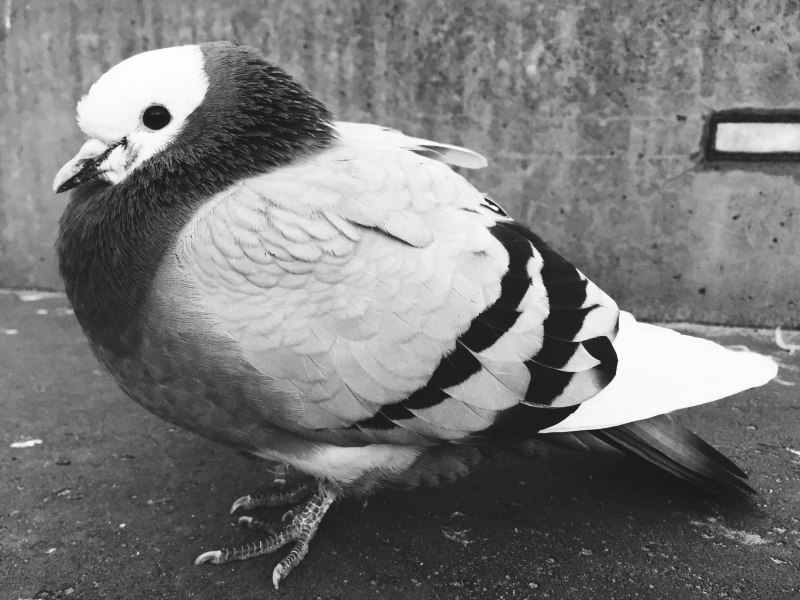 Серебристоспинный голубь Columba jouyi