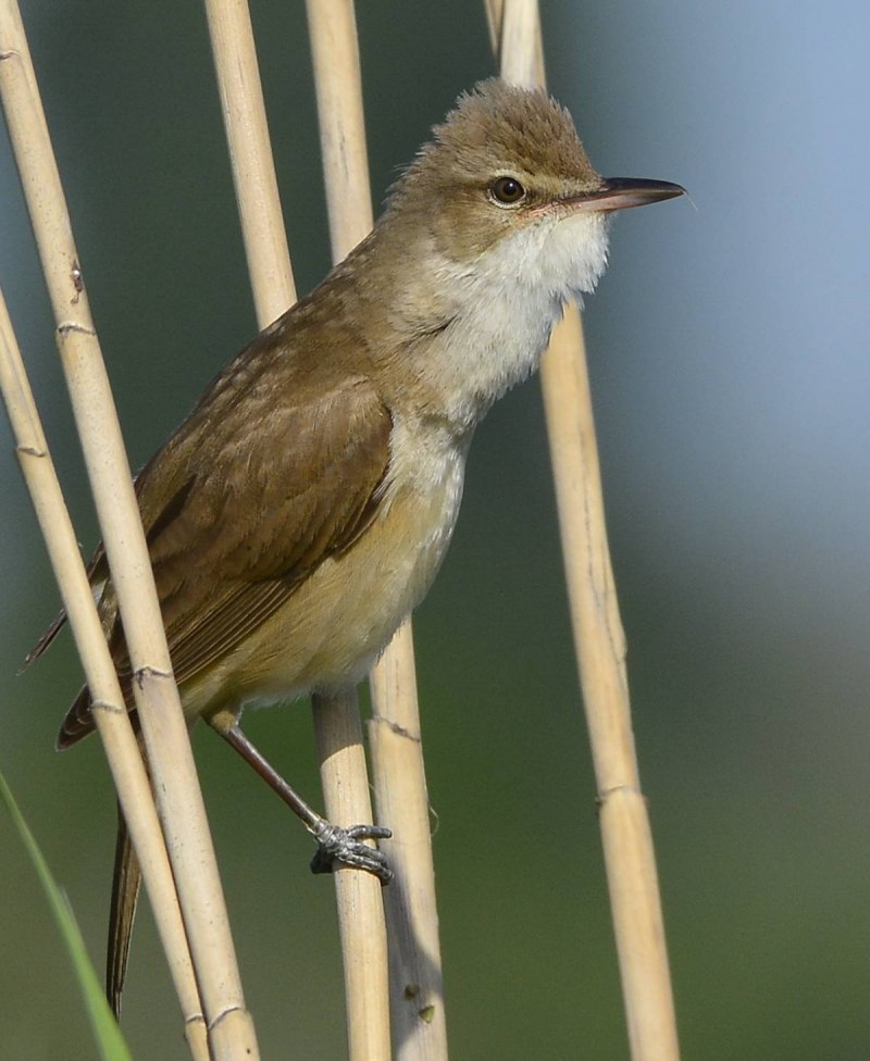 Acrocephalus arundinaceus