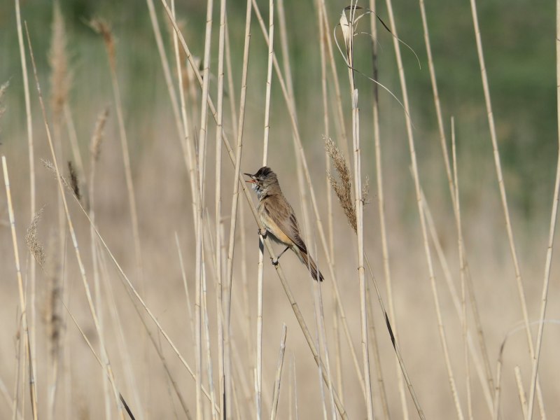 Дроздовидная Камышовка (Acrocephalus arundinaceus)