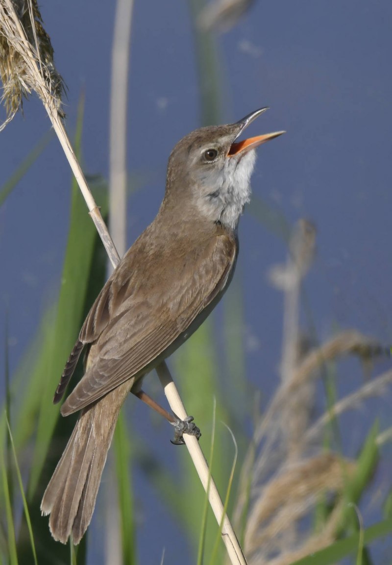 Acrocephalus arundinaceus