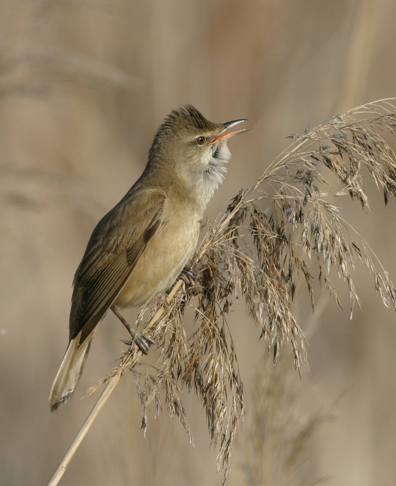 Сейшельская камышевка Acrocephalus sechellensis